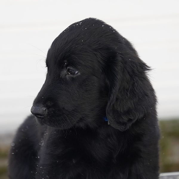 Щенок помёта М