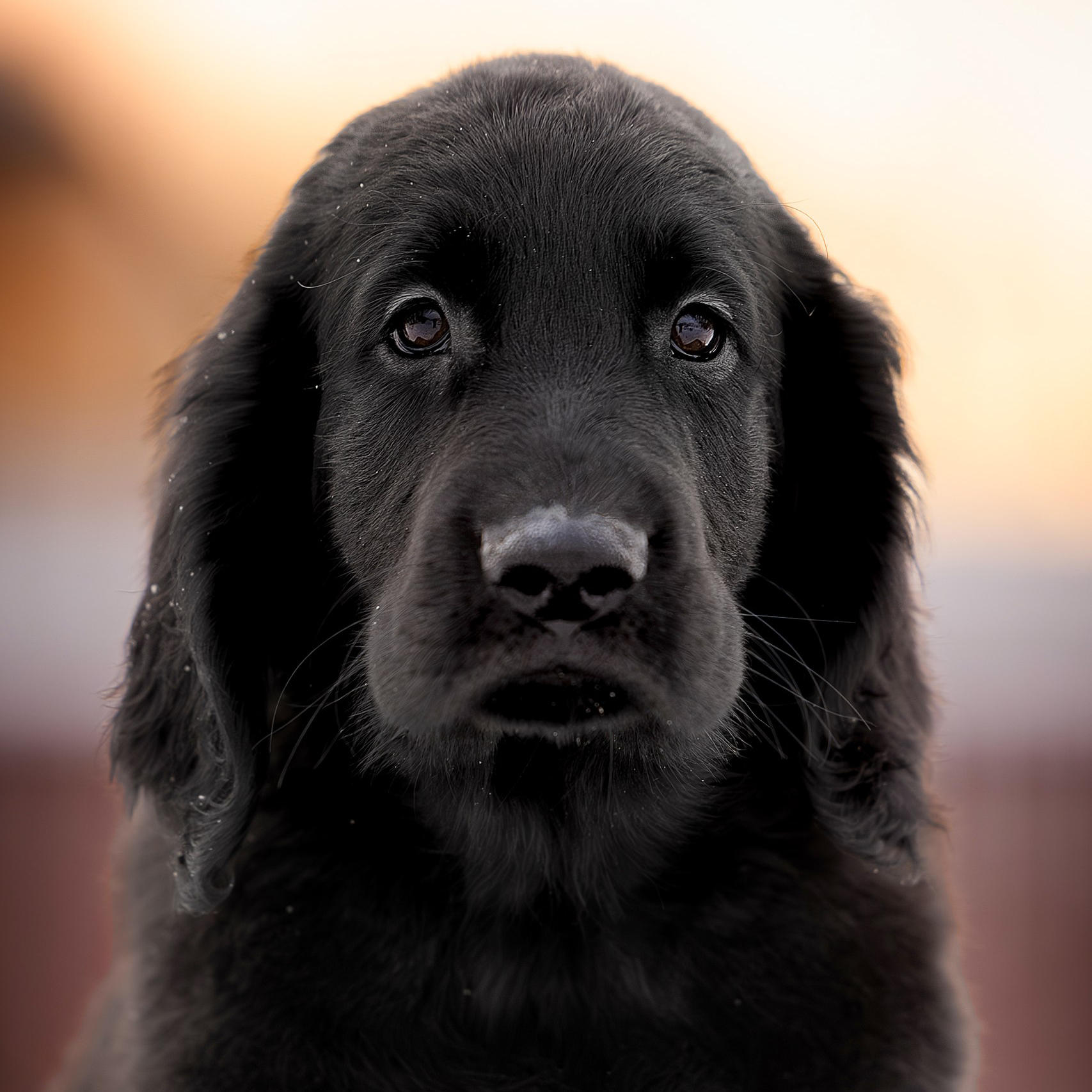 Щенок помёта М