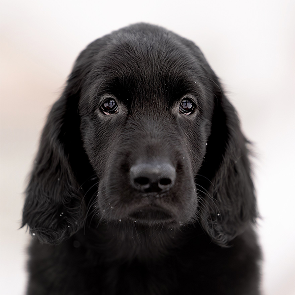 Щенок помёта М