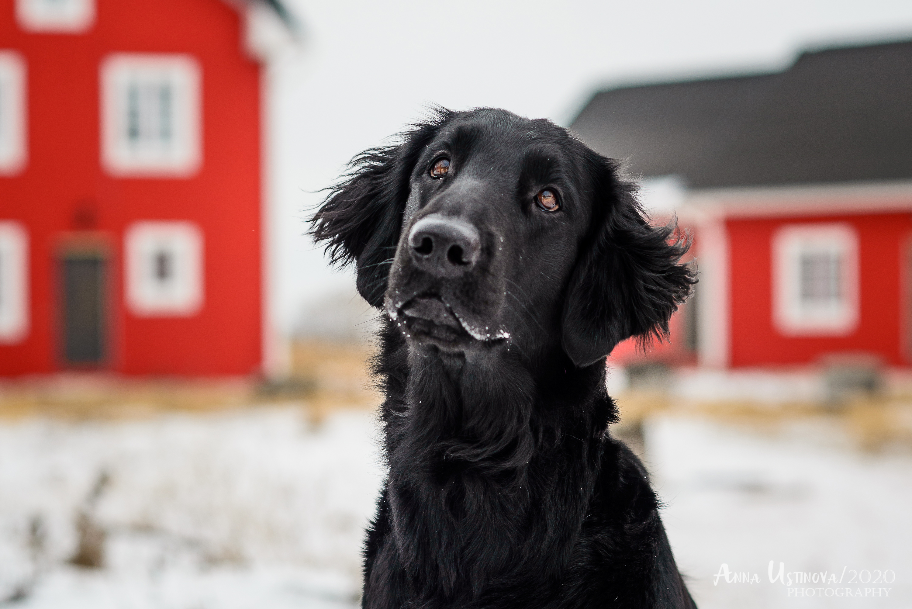 Людмила с ретривером